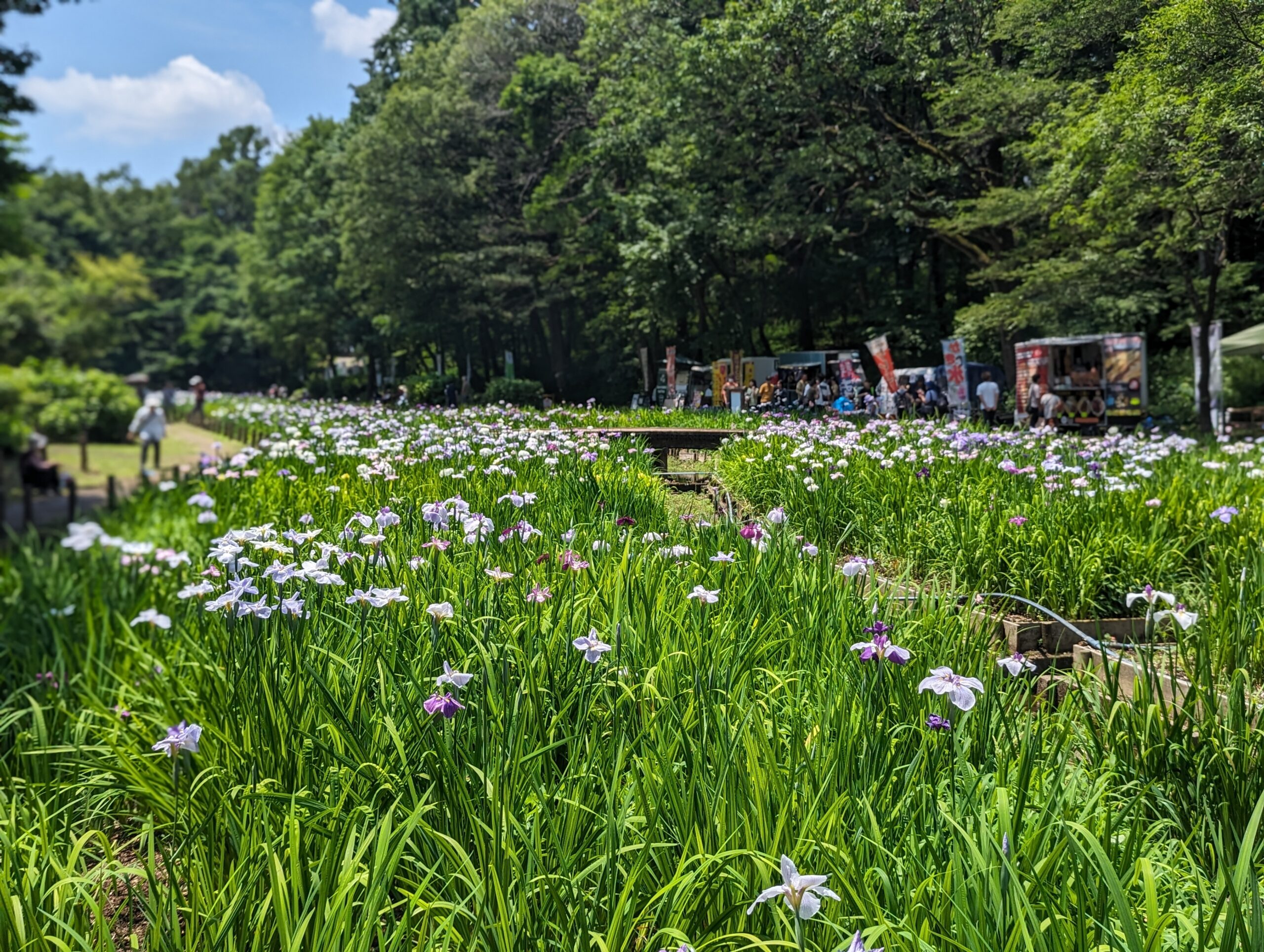 智光山公園　花菖蒲　アイサヤマ　i-Sayama